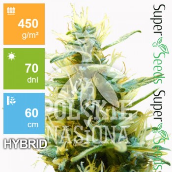 Auto XXL Kush Feminised 3ks