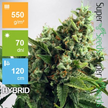 Auto White Widow Feminised