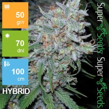Auto Haze Feminised